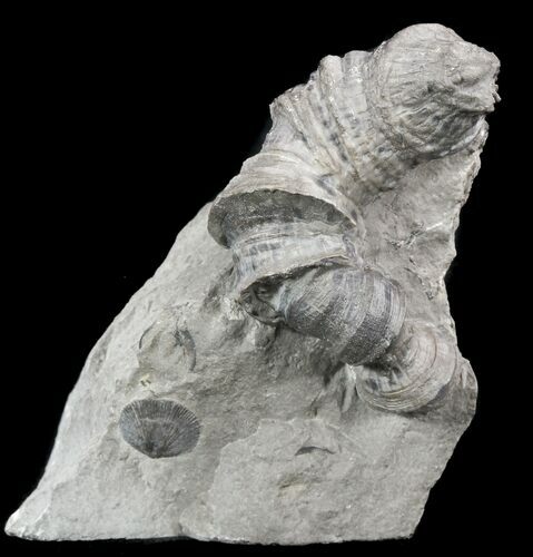 Devonian Horn Coral and Brachiopod - New York #50061